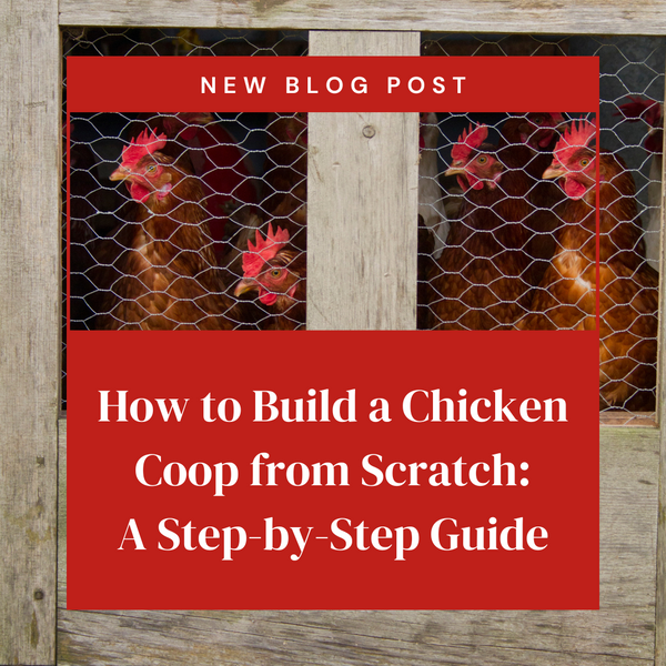 How to Build a Chicken Coop from Scratch: A Step-by-Step Guide