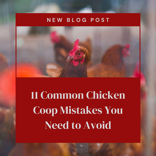 11 Common Chicken Coop Mistakes You Need to Avoid