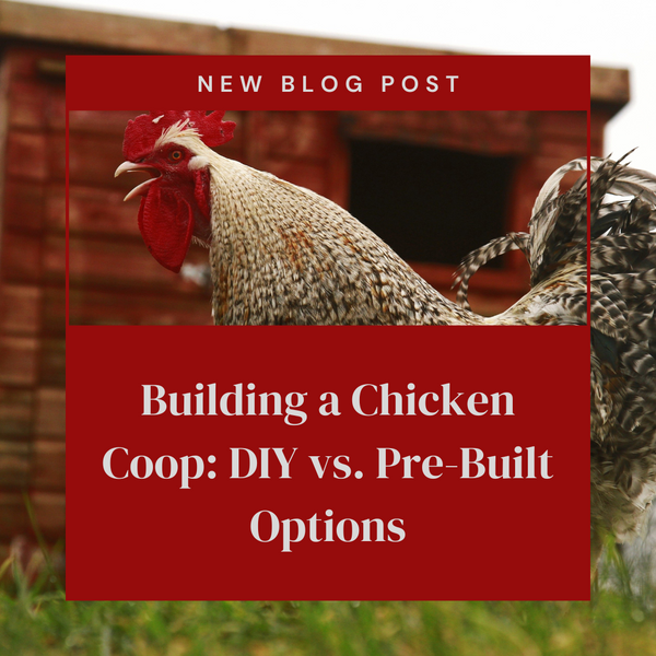 Building a Chicken Coop: DIY vs. Pre-Built Options