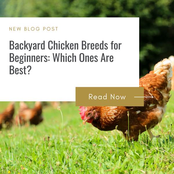 Backyard Chicken Breeds for Beginners: Which Ones Are Best?