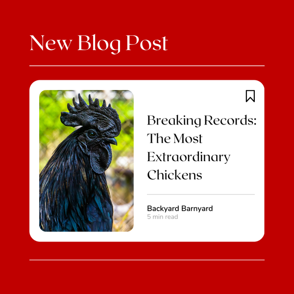 Breaking Records: The Most Extraordinary Chickens