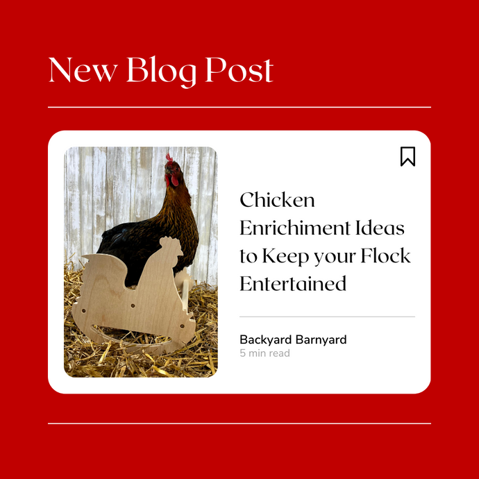 Chicken Enrichment Ideas to Keep Your Flock Entertained