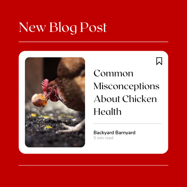 Common Misconceptions About Chicken Health