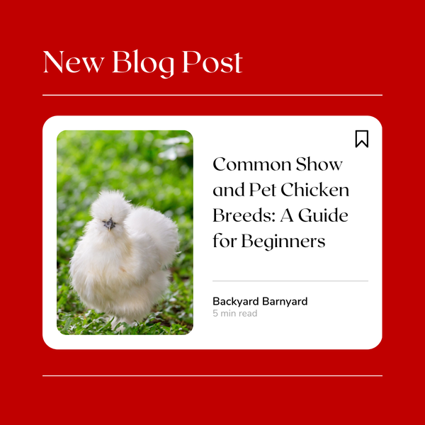 Common Show and Pet Chicken Breeds: A Guide for Beginners