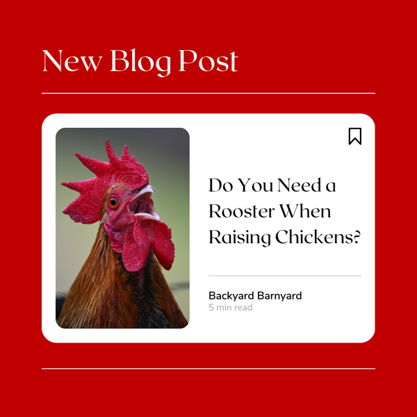 Do You Need a Rooster When Raising Chickens?