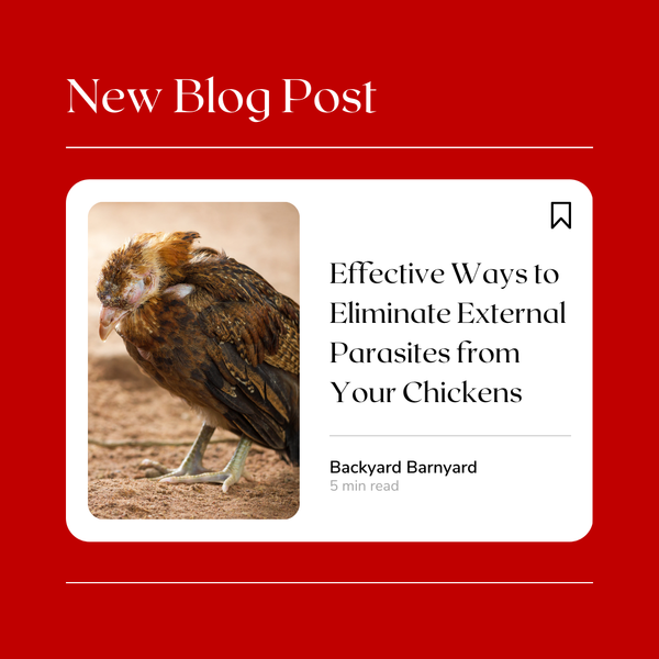 Effective Ways to Eliminate External Parasites from Your Chickens