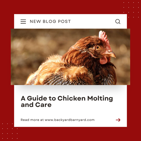 A Guide to Chicken Molting and Care