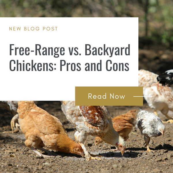 Free-Range vs. Backyard Chickens: Pros and Cons
