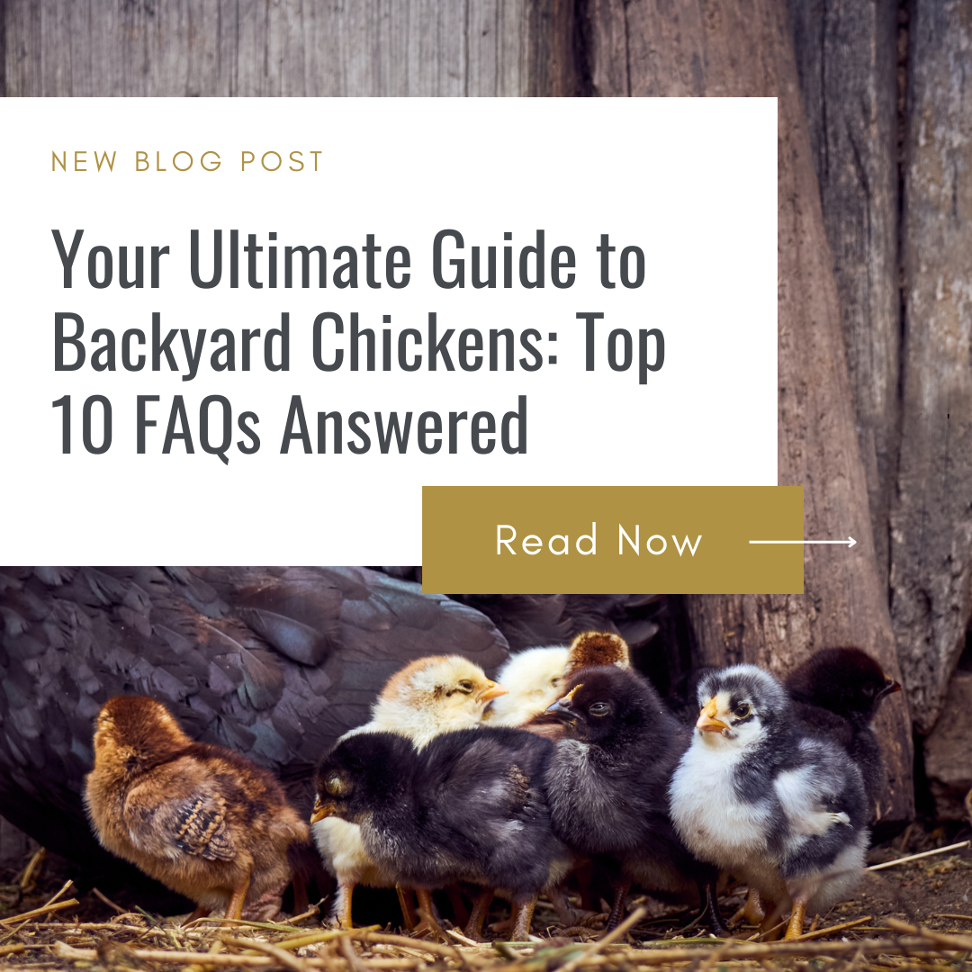 Your Ultimate Guide to Backyard Chickens Top 10 FAQs Answered(04)