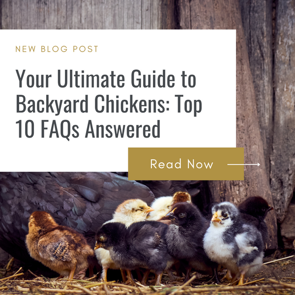 Your Ultimate Guide to Backyard Chickens: Top 10 FAQs Answered