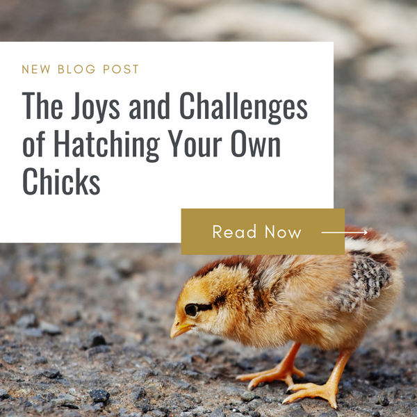 The Joys and Challenges of Hatching Your Own Chicks