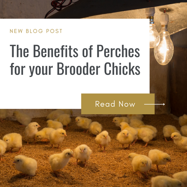 The Benefits of Perches for your Brooder Chicks