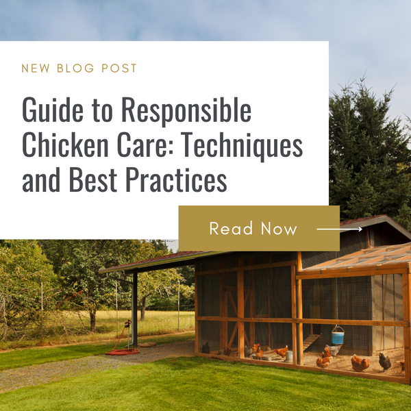 Guide to Responsible Chicken Care: Techniques and Best Practices