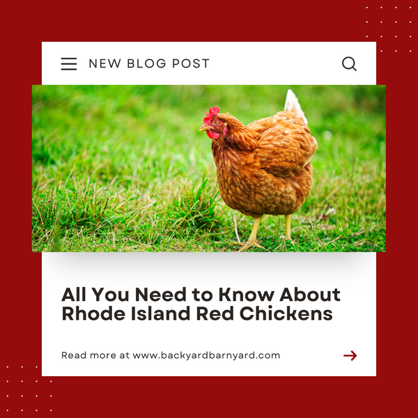 All You Need to Know About Rhode Island Red Chickens