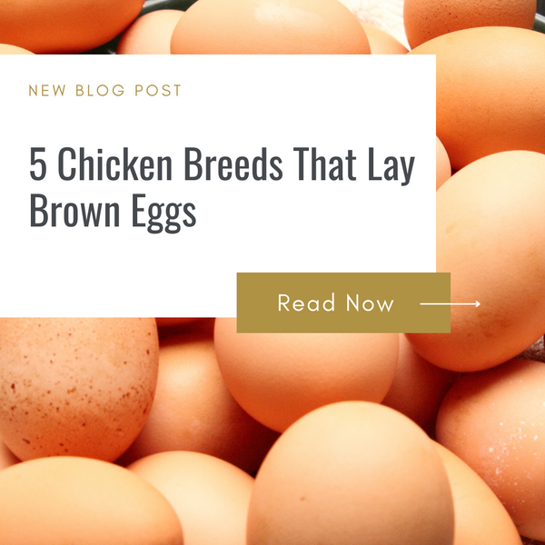 5 Chicken Breeds That Lay Brown Eggs