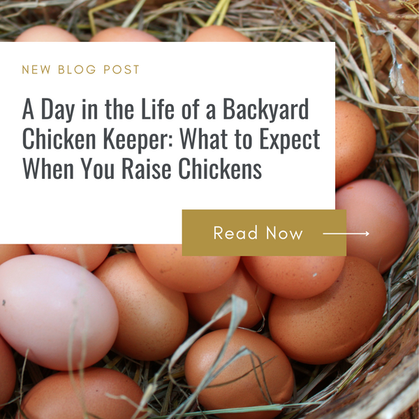A Day in the Life of a Backyard Chicken Keeper: What to Expect When You Raise Chickens