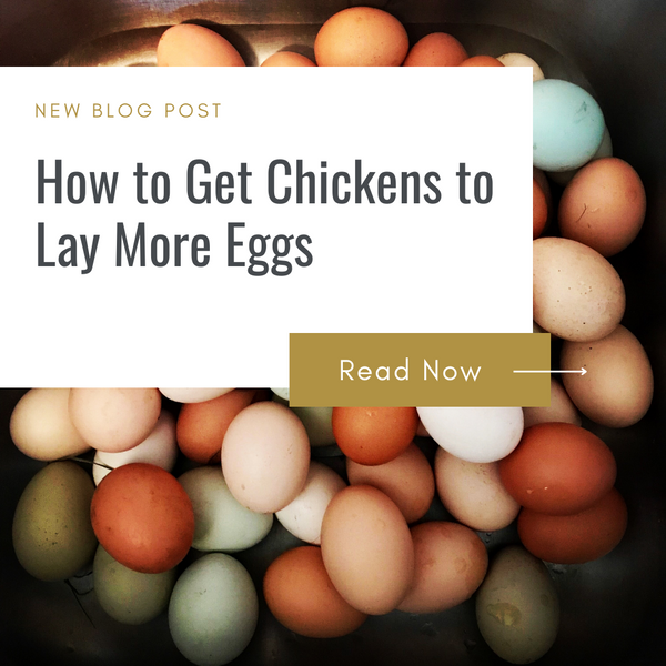 How to Get Chickens to Lay More Eggs