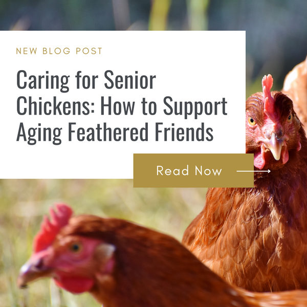 Caring for Senior Chickens: How to Support Aging Feathered Friends