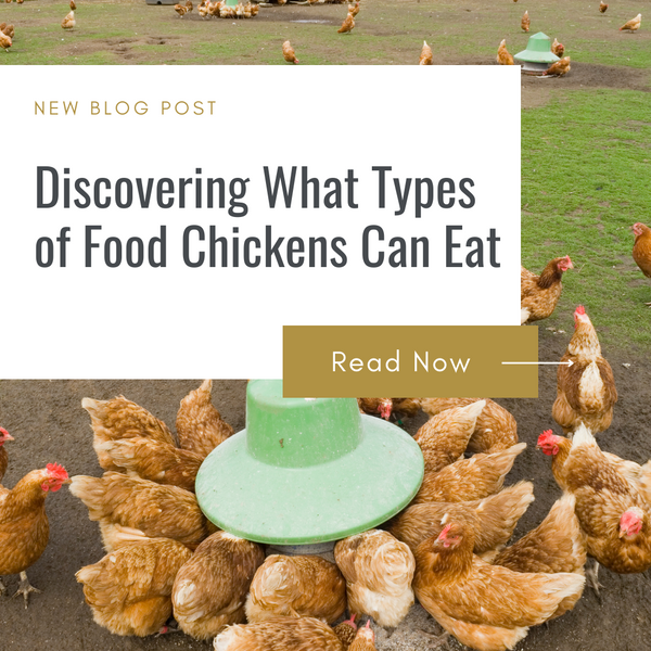 Discovering What Types of Food Chickens Can Eat