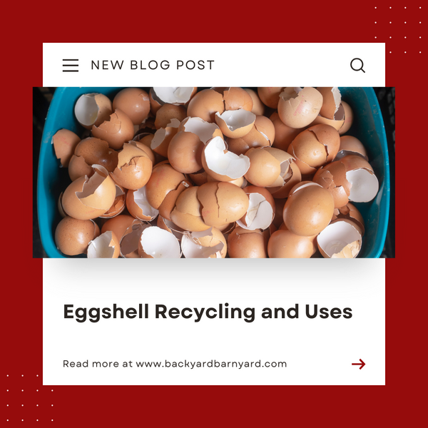 Eggshell Recycling and Uses