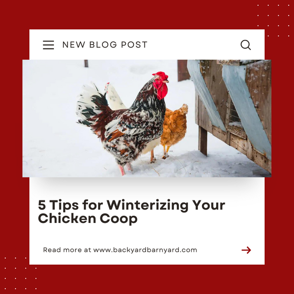 5 Tips for Winterizing Your Chicken Coop