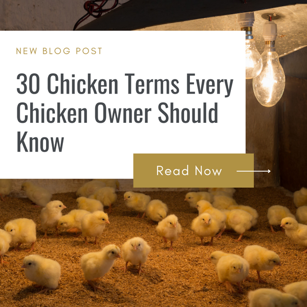 30 Chicken Terms Every Chicken Owner Should Know