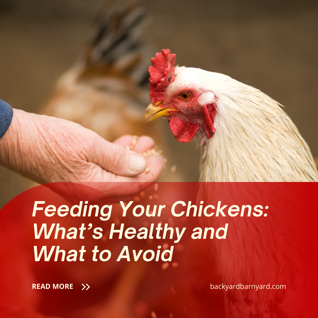 all about chicken feed: how much, what to avoid & best... Feeding Your Chickens: What’s Healthy and What to Avoid – Backyard Barnyard