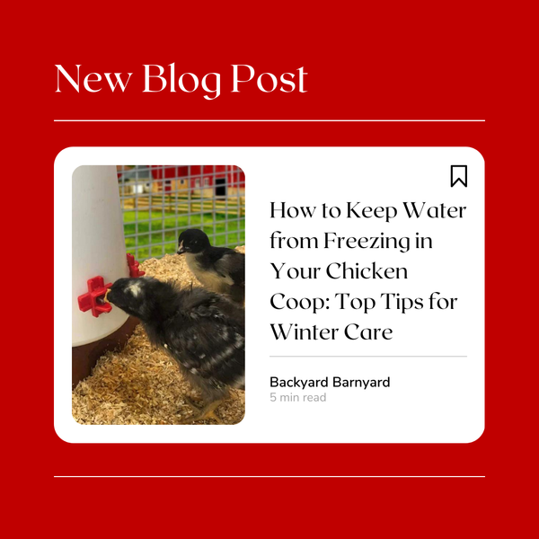 How to Keep Water from Freezing in Your Chicken Coop: Top Tips for Winter Care