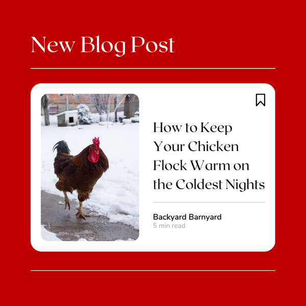 How to Keep Your Chicken Flock Warm on the Coldest Nights