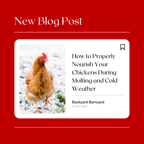 How to Properly Nourish Your Chickens During Molting and Cold Weather
