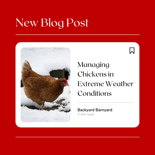 Managing Chickens in Extreme Weather Conditions