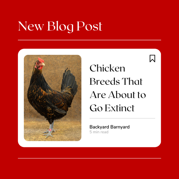 Chicken Breeds That Are About to Go Extinct