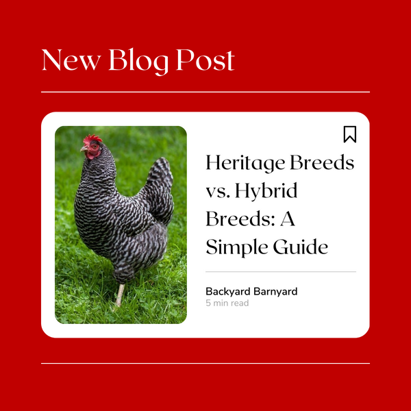 Heritage Breeds vs. Hybrid Breeds: A Simple Guide