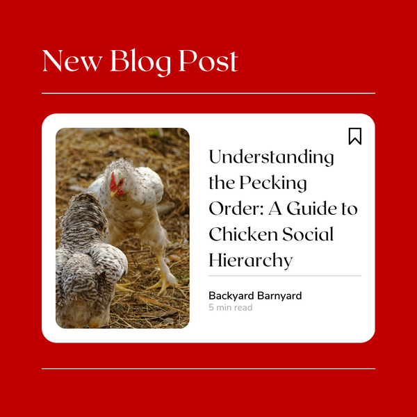 Understanding the Pecking Order: A Guide to Chicken Social Hierarchy