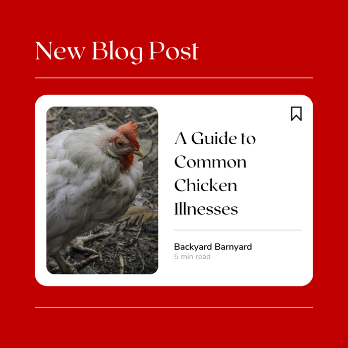A Guide to Common Chicken Illnesses