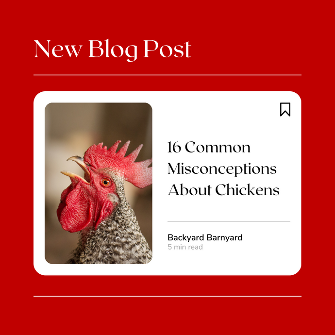 16 Common Misconceptions About Chickens