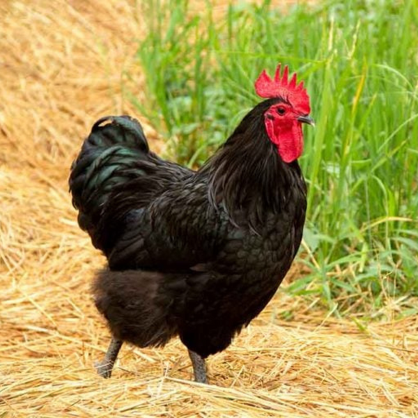 The Australorp Chicken: An Excellent Dual-Purpose Chicken Breed