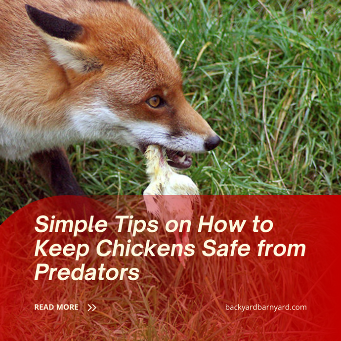 Simple Tips on How to Keep Chickens Safe from Predators