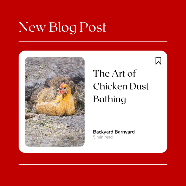 The Art of Chicken Dust Bathing