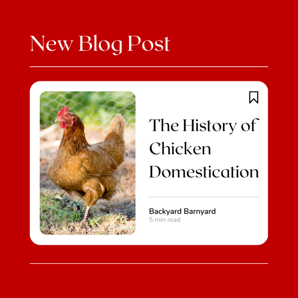 The History of Chicken Domestication