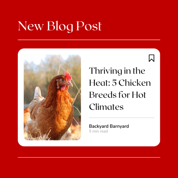 Thriving in the Heat: 5 Chicken Breeds for Hot Climates