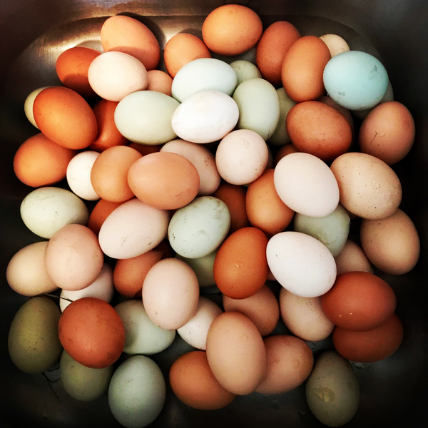 Backyard Chickens for Eggs: Choosing the Best Breed