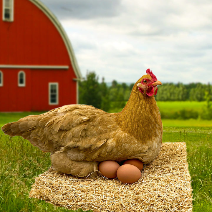 Coop Supplies Made IN THE USA! Excelsior Nesting PadsBackyard Barnyard