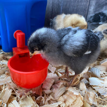 Load image into Gallery viewer, Poultry Auto-Fill Waterer Cup | 6 Pack
