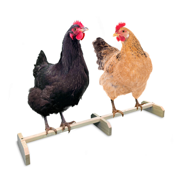 Wooden chicken perch roosting bar with chickens roosting on it