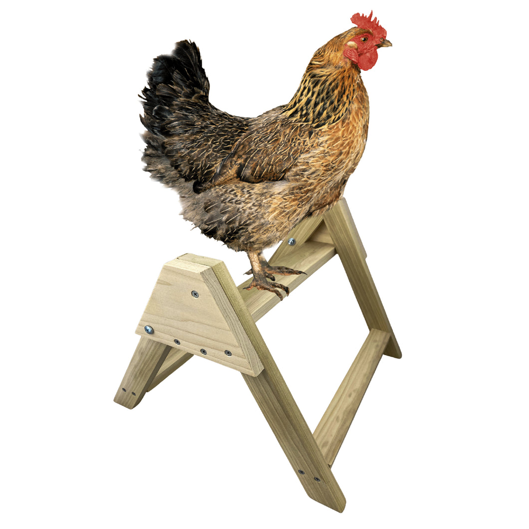 A chicken stands on a wooden 3 bar perch made in the USA