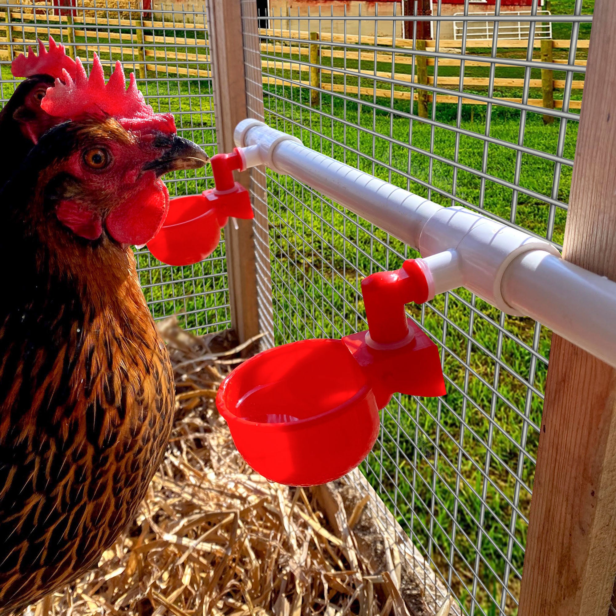 2 PVC 1/2 Tee Fittings & Automatic Drinker Cups for Chicken Hen Poultry 2 PVC 1/2 Tee Fittings & Automatic Drinker Cups for Chicken Hen Poultry