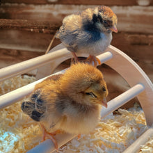Load image into Gallery viewer, 4 Pack Wooden Nesting Chick Perch with Chicks Roosting on Them Inside the Chicken Brooder
