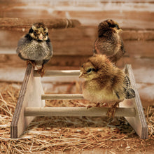 Load image into Gallery viewer, Wooden mini chick perch made in USA with chicks roosting on it inside the brooder.
