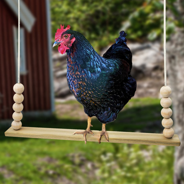 A chicken sits on a wooden chicken swing outside.